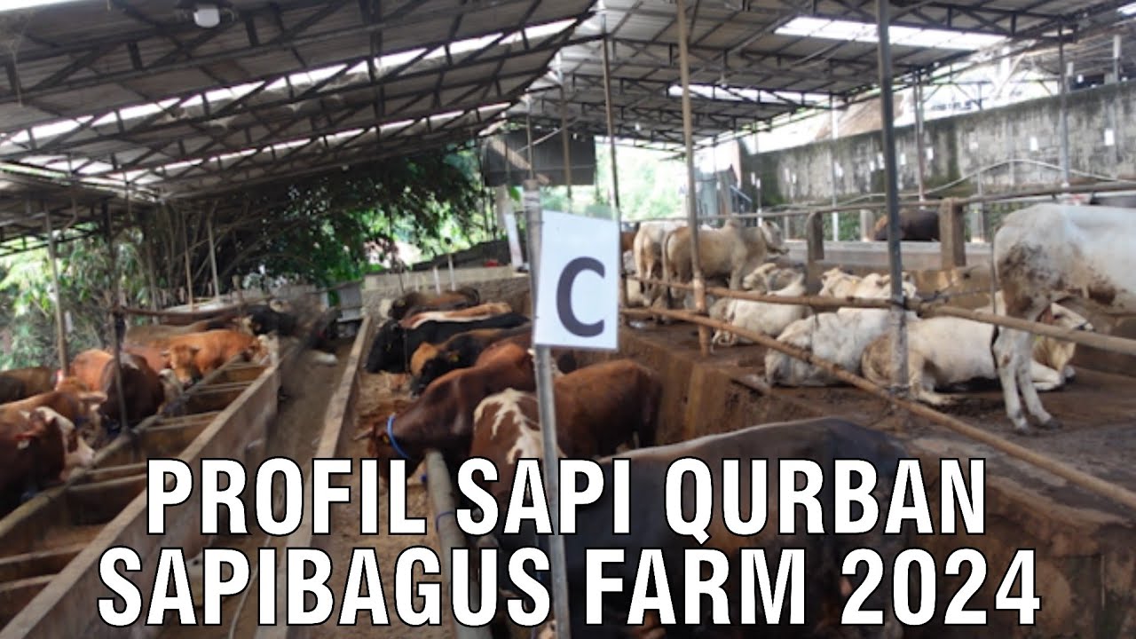 
                                 Profil-Qurban-Sapibagus-Farm-2024